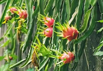 Cloud Farm Dragon Tree(Hybrid, Pack of 1)