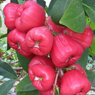 GLOBQRO Wax Apple Plant(Hybrid, Pack of 1)