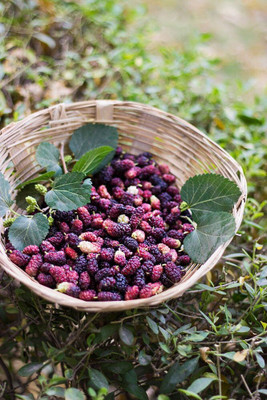 RudraECOM Shahtoot/Mulberry Plant(Hybrid, Pack of 1)