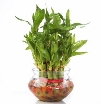 NiMoj Two Layer Bamboo Plant, Lucky Bamboo Straight Stick(Hybrid, Pack of 1)