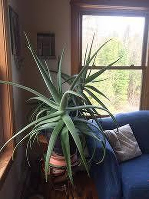 ALOCHUZ Aloe Plant(Hybrid, Pack of 1)