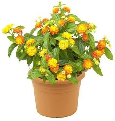 Skrhuvoy Lantana Plant(Hybrid, Pack of 1)