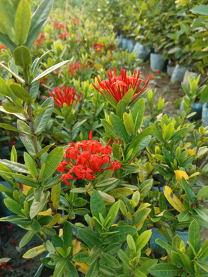 Cloud Farm Ixora Plant(Hybrid, Pack of 1)