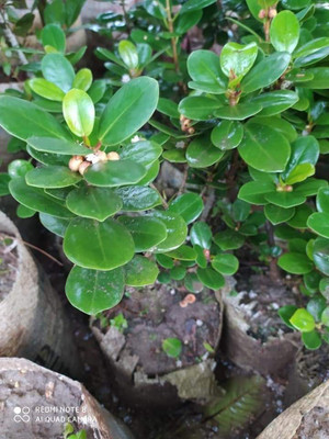 NurseryFriends Betel Leaf Plant(Hybrid, Pack of 1)