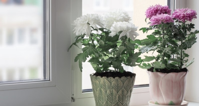AloGardening Chrysanthemums/ Guldavari Plant(Hybrid, Pack of 2)