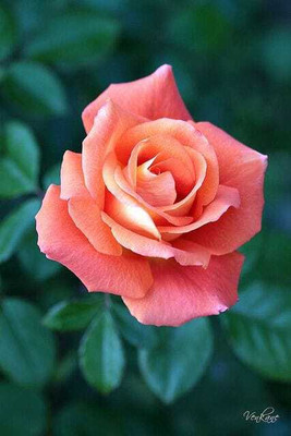 sikder store Rose Plant(Hybrid, Pack of 1)