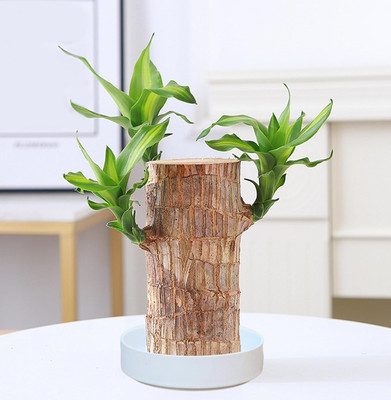 MondallNursery Mini Brazalian wood(Hybrid, Pack of 1)