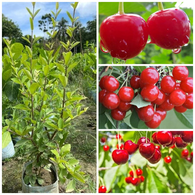 Cloud Farm Cherry Fruit Plant(Hybrid, Pack of 1)