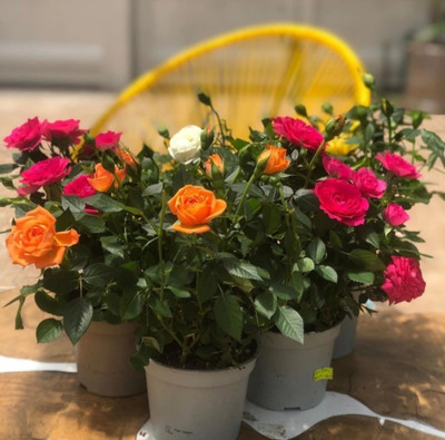 My Dream Nursery Rose Plant(Hybrid, Pack of 1)