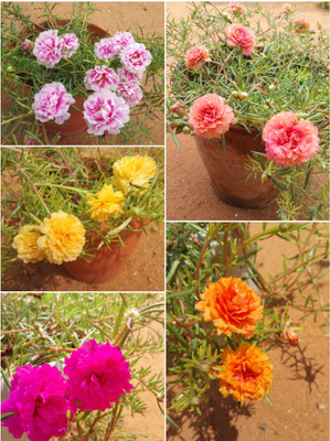 Mohomaya Portulaca Plant(Hybrid, Pack of 1)
