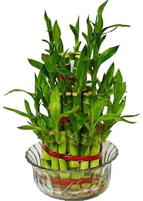 BloomShadow Lucky Bamboo Plant(Hybrid, Pack of 1)