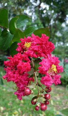 GLOBQRO Jasmine Plant(Hybrid, Pack of 1)