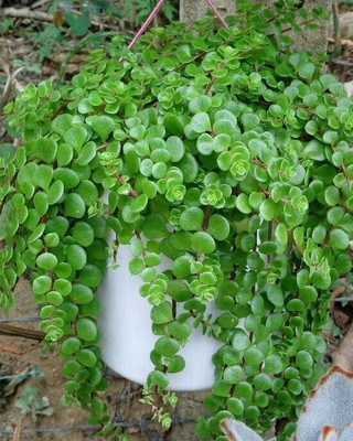 Greensolution Jade Plant(Hybrid, Pack of 1)