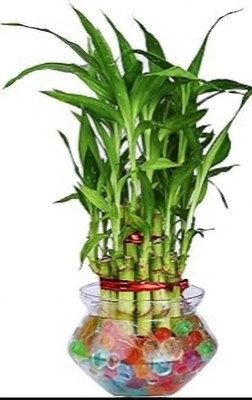 ARYAN EVERGREEN Two Layer Bamboo Plant(Hybrid, Pack of 1)