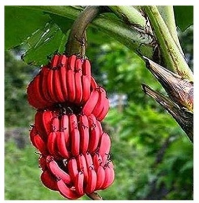 Treeicks Banana Plant(Hybrid, Pack of 1)