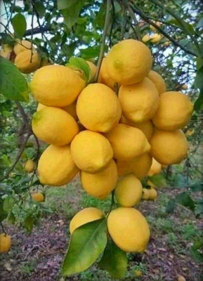 Cloud Farm Lemon Plant(Hybrid, Pack of 1)