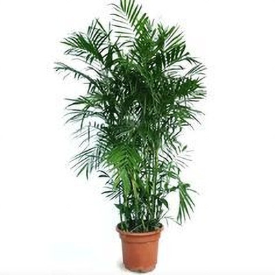 MAITRA AND SONS Areca Palm(Hybrid, Pack of 1)
