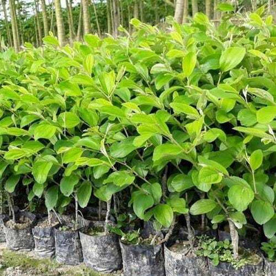 Natura Greenhouse Ber Apple Plant(Hybrid, Pack of 1)