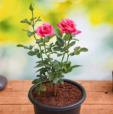KUMUBON Rose Plant(Hybrid, Pack of 1)
