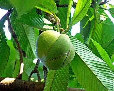 GreenLife Elephant Apple Plant(Hybrid, Pack of 1)