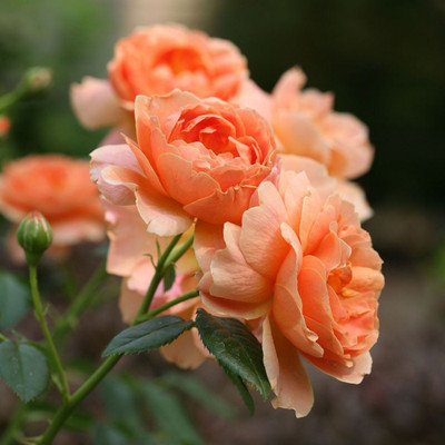 Guruji Rose Plant(Hybrid, Pack of 1)