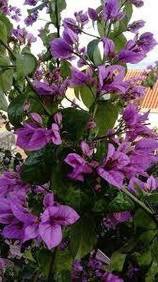 AFARTIOBINA Bougainvillea Plant(Hybrid, Pack of 1)