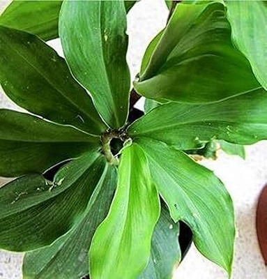NATURESNURSERYY Insulin Plant(Hybrid, Pack of 1)