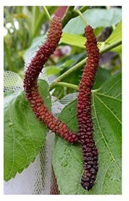 Cloud Farm Shahtoot/Mulberry Plant(Hybrid, Pack of 1)