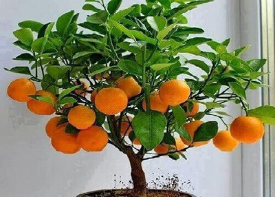 RudraECOM Sweet Lemon Plant(Hybrid, Pack of 1)
