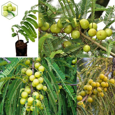 Cloud Farm Amla Plant(Hybrid, Pack of 1)
