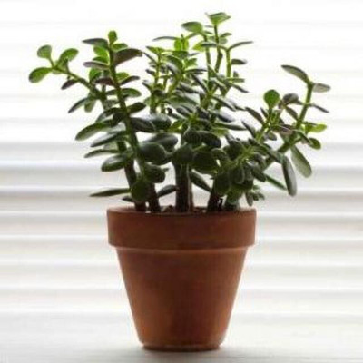 MiracleGarden Jade Plant(Hybrid, Pack of 1)