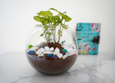 QUICKNCHARM Syngonium Plant(Pack of 1)