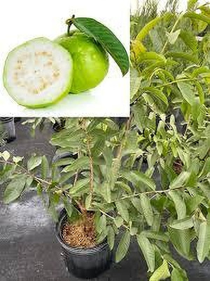 ibains Guava fruit seed Seed(68 per packet)