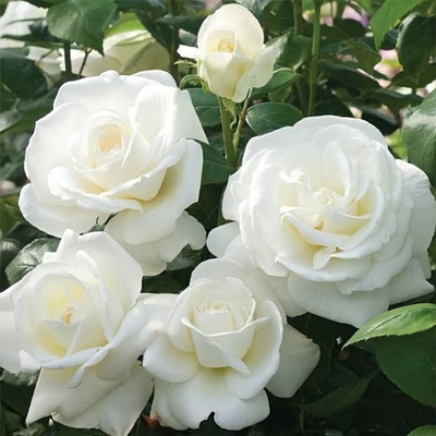 RoyalTree Rose Plant(Hybrid, Pack of 1)