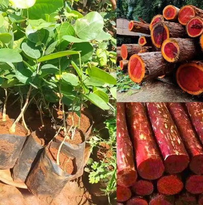 Ankur Farm Red Sandalwood Plant(Hybrid, Pack of 1)