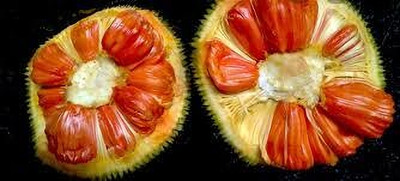 AICHPLANTSEED Jackfruit Plant(Hybrid, Pack of 1)