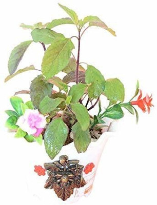 rimi Tulsi Plant(Hybrid, Pack of 1)