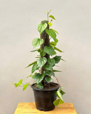GreenyOn Betel Leaf Plant(Hybrid, Pack of 1)