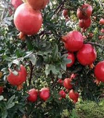 APOSOLUARD Pomegranate Plant(Hybrid, Pack of 1)