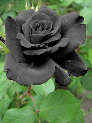 RUFLEF Rose Plant(Hybrid, Pack of 1)