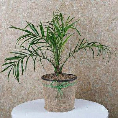 Bakuchi Areca Plam(Hybrid, Pack of 1)