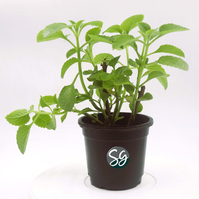 Sansar Green Ajwain Plant(Hybrid, Pack of 1)