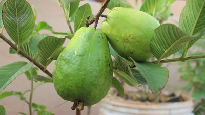 XOLDA Hybrid Guava Seed(55 per packet)