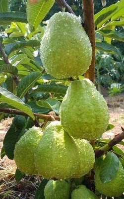 Oxygreenplant Guava Plant(Hybrid, Pack of 1)