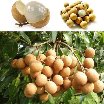 HARIGURU Litchi Plant(Hybrid, Pack of 1)