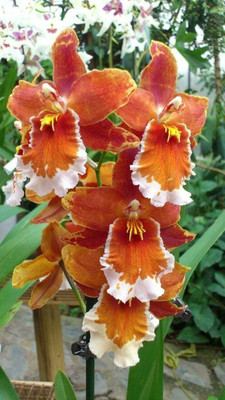 Roy plant Bazar Orchid Plant(Hybrid, Pack of 1)