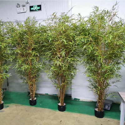 Cloud Farm Two Layer Bamboo Plant(Hybrid, Pack of 1)