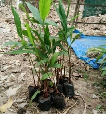 SHREYAGREEN Elaichi/Cardamom Plant(Hybrid, Pack of 1)