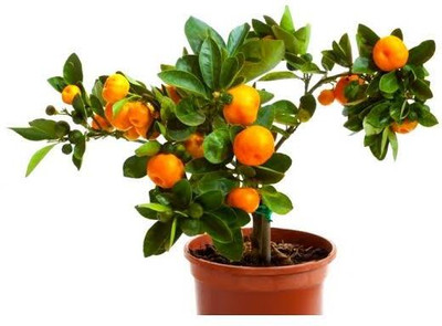 Shree krishna bhander Lemon Plant(Hybrid, Pack of 1)