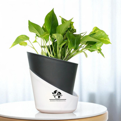 Surekha Agro Products Money Plant(Hybrid, Pack of 1)
